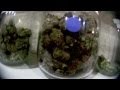 Kid Ink - Ms. Jane [Official Smoke Video] 