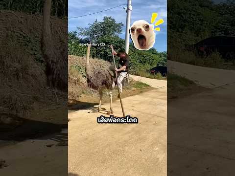 พ่อ ระวังนกมันวิ่งนะ