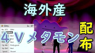 しめきり【海外産４Ｖメタモン配布　先着３０名様　おひとり様１体】フレンドコードは概要欄から！あたりでＳ抜け５Ｖメタモンも混ざってます！