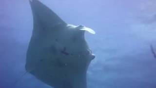 Manta Rayas y tiburones Leopardo divirtiéndose en Byron Bay