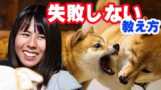 失敗しない犬のトレーニング。何にでも吠える。フードアグレッション　挨拶できないなど　犬のしつけ