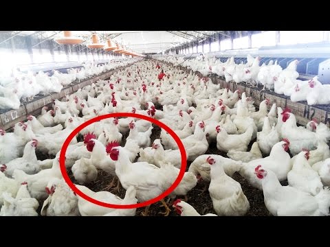 how to start poultry farming in malaysia