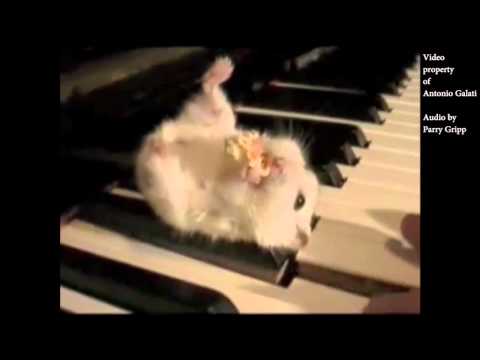 1 Hour of Hamster On A Piano Eating Popcorn