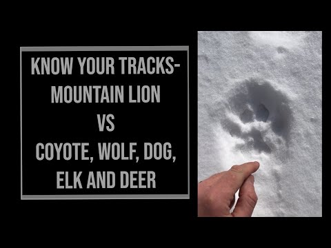 Mountain Lion Tracks Vs Coyote, Wolf, Dog, Elk and Deer Tracks