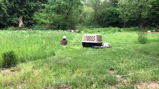 Allen Road bald eagle released after brief rehab