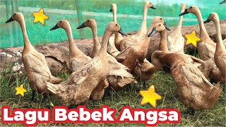 Download lagu LAGU POTONG BEBEK ANGSA LAGU POTONG BEBEK ANGSA POTONG BEBEK ANGSA VERSI SHOLAWAT BERENANG LUCU ASLI mp3