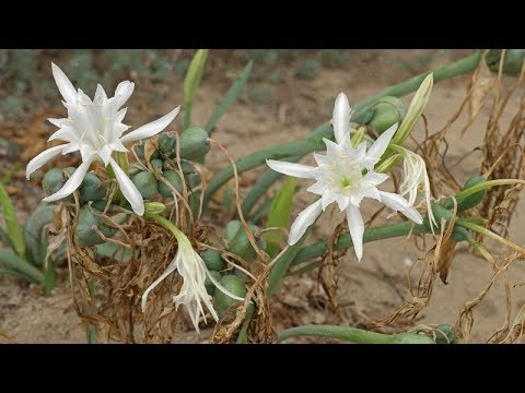 Pancratium maritimum (Sea Daffodil, Trichternarzisse, Azucena de Mar)