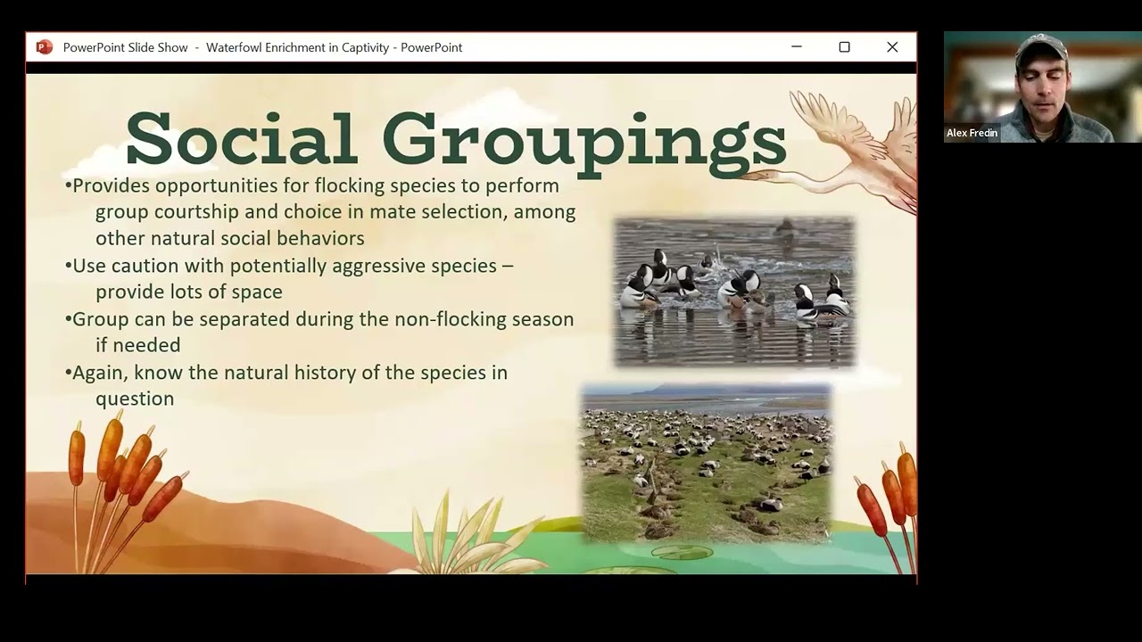 Wading/Swimming/Aquatic Birds