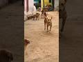 Street Dogs Barking Dog Sound 68kviral Shorts