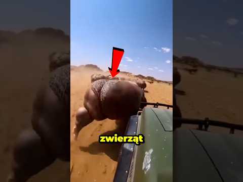 Niesamowite momenty uchwycone w świecie zwierząt😱