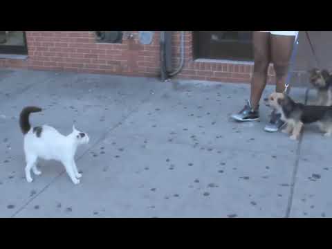 Dogs running away from Cats | JULY 2019