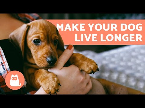 My Dog Has a Dry Cough and Gags - Causes and Treatment