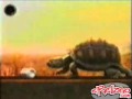 Funny Ad Tortoise Rocks