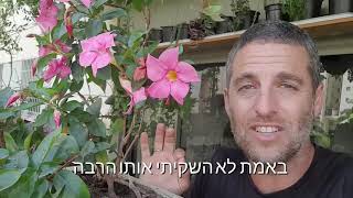 מנדוילה מטפס נחמד עם פריחה יפה אפילו בצל מלא