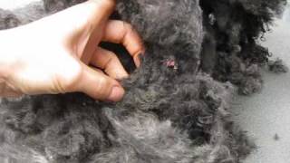 Matted Poodle.wmv