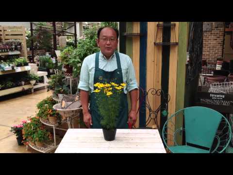 園芸 輪生コレオプシス、針葉コレオプシス