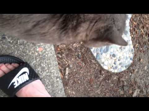 Sushi, Bluffy, Sammy, Cheetah & Deidra