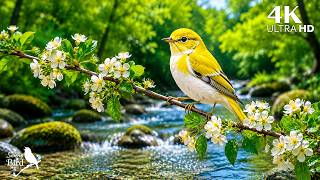 🐦 Relaxing Piano & Beautiful Birdsong | Peaceful Nature Sounds for Deep Relaxation & Sleep
