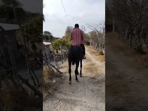 #caballo #escuela #campo #quesada #jutiapa #guatemala #yegua #baile