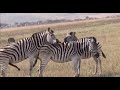 Horse Mating Compilation 2020 Zebra Breeding Animals Mating