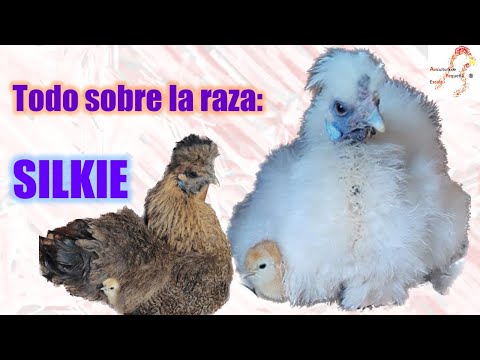 , title : 'Todo sobre la raza de gallinas SILKIE'