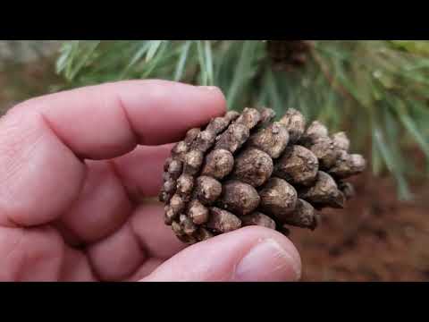 ID That Tree: Scotch Pine