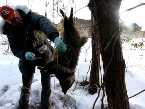 Raccoon Dog Skinning