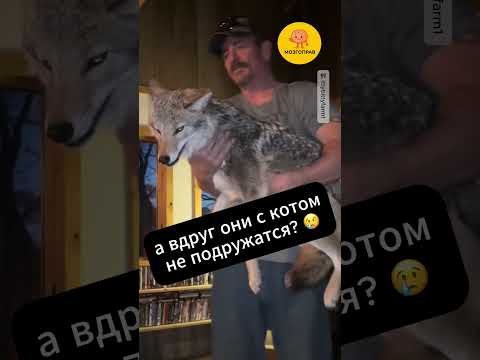 Притащил Домой Койота 😳