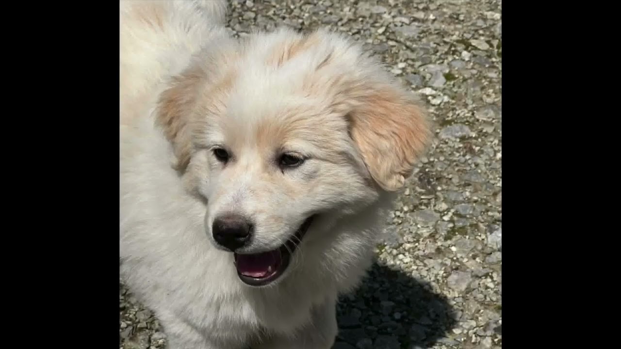 Enlarge Macaroni in OH - Thoughtful & Independent!, an adopted mixed breed in Bellevue, OH video 4/4