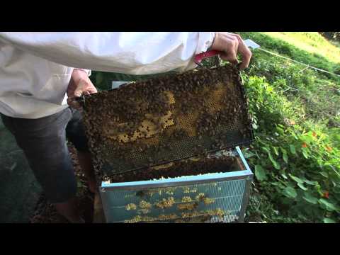 download lagu mp3 mp4 How Hard Is It To Keep Bees, download lagu How Hard Is It To Keep Bees gratis, unduh video klip How Hard Is It To Keep Bees