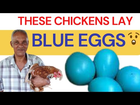 , title : '😲Jamaican EGG Farmer SURPRISED with 🔵BLUE EGGS 🐔🥚🥚?  #EggFarming #chickenlayers'