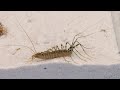 THE BRUTAL BATTLE OF THE HOUSE CENTIPEDE AND 100 COCKROACHES [Live feeding!]