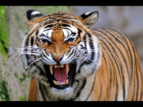 Angry Royal Arabian Tiger Attacks In Saudi Arabia
