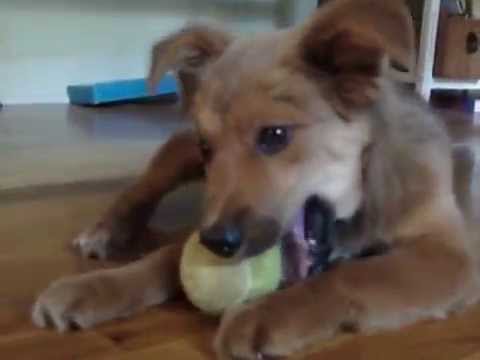 Vivienne, an adopted Collie Mix in Waxhaw, NC_image-1