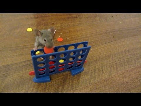 אלה כנראה העכברים החכמים בעולם!