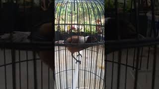 Download lagu Suara pentet raja hutan..gacor bagus untuk panggil lawan mp3