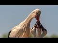 White Stork Feeding Its Chicks