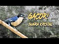 Masteran Rambatan Doraemon Jernih Gacor Nembak Rapat Cocok Untuk Masteran Burung Dan Pikat