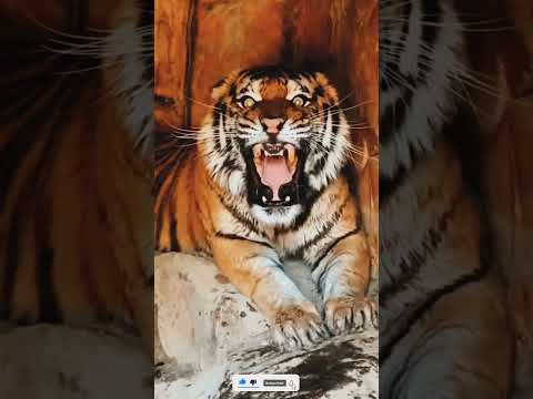 Tiger Sounds Angry। #shorts #youtubeshorts #ytshorts #short