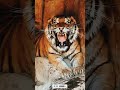 Tiger Sounds Angry Shorts Youtubeshorts Ytshorts Short
