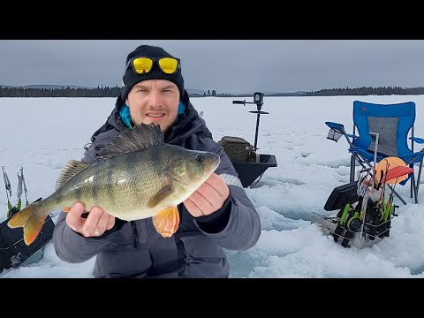 Perämeren Lordi ahvenapajilla - Pilkkikauden päätös pohjoisessa - Pilkintä - Ahvenen kalastus