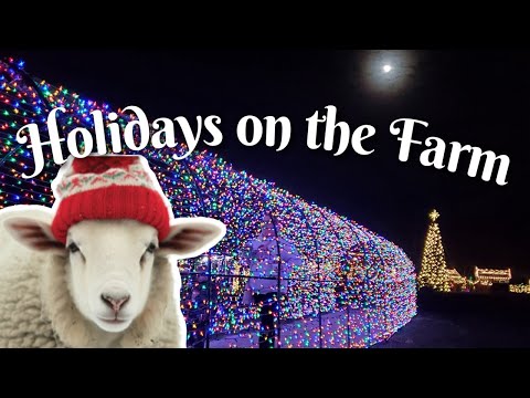Beautiful lights and Animals at Parky's Farm! Holidays on the Farm is all BAAAAAA and no humbug!