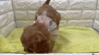 ハーフ犬の動画01