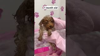 Download lagu Five months of a puppy’s bath time journey 🐶🛁🫧 #puppy #asmr #asmrsounds #dog #viralvideo mp3