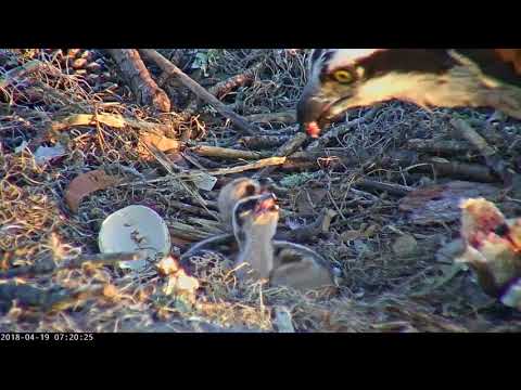 Morning After Egg #2 Hatches, Two Chicks Stay Well Fed In Savannah (Edited) – April 19, 2018