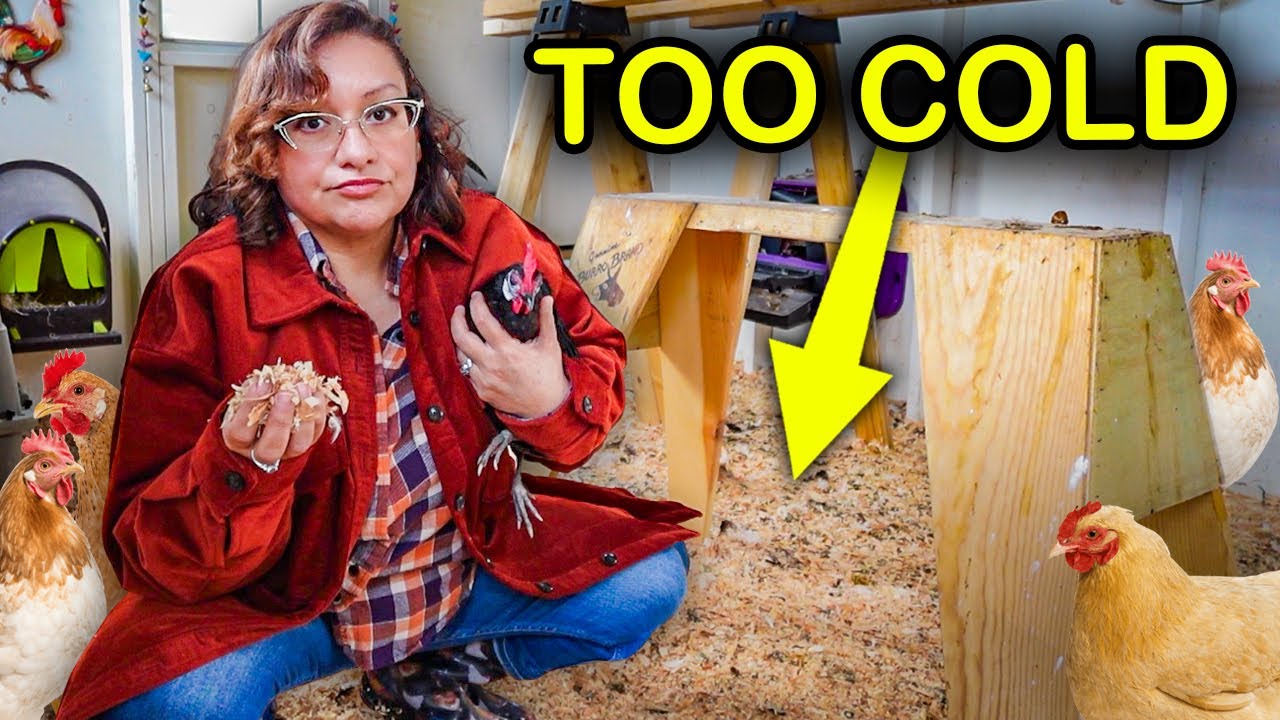 WARNING: Do NOT Use this Coop Bedding in Winter! (use this instead)