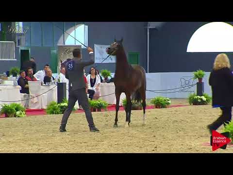 N.55 AFTER SUNSET W - Milan 2018 - 3 Years Old Colts (Class 6)