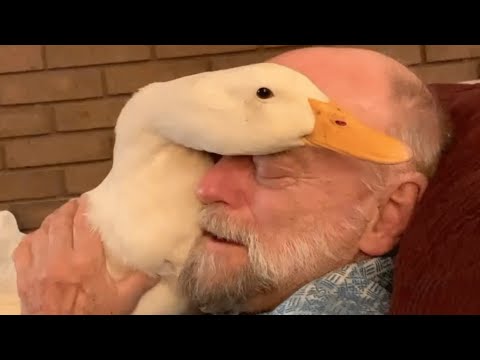 This 82-Year-Old Man Has a Wonderful Pet Duck!