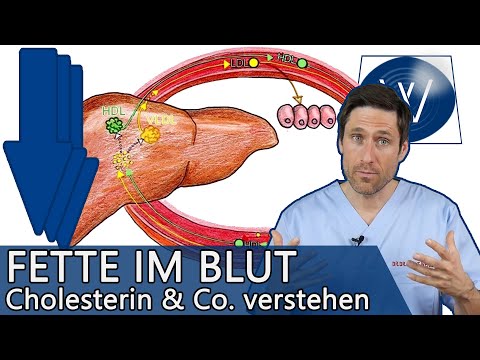 Blutfettwerte: Schon gewusst? Darauf sollten Sie bei Cholesterin, HDL, Triglyzeride & Co achten!