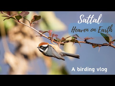 Birding in Sattal and Chanfi, Nainital, Uttarakhand.